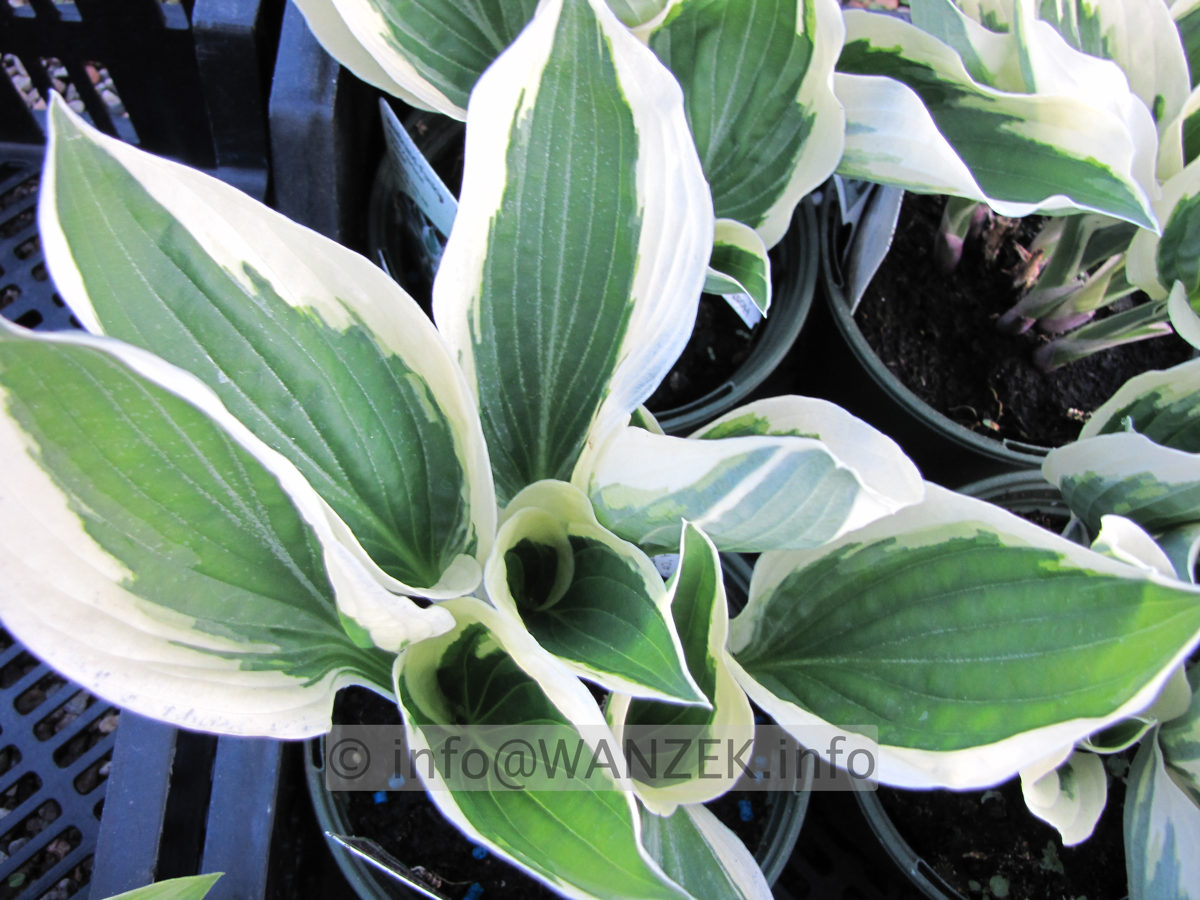 Hosta fortunei Patriot 03.JPG